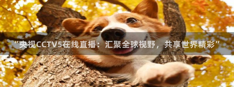 360体育直播足球直播：“央视CCTV5在线直播：汇聚全球视野，共享世界精彩”